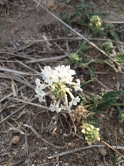Glandularia platensis