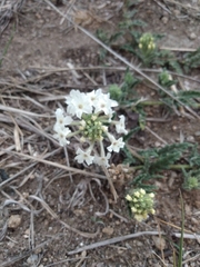 Glandularia platensis