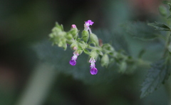 Teucrium viscidum