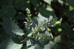 Teucrium viscidum