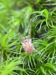Lophopilio palpinalis