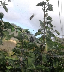 Cyrtophora citricola