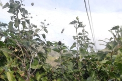 Cyrtophora citricola