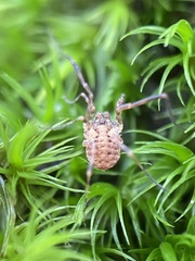Lophopilio palpinalis
