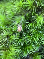 Lophopilio palpinalis
