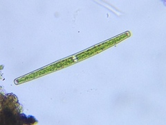 Closterium acerosum