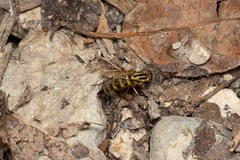 Thereva aurata