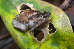 Microhyla nepenthicola