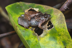 Microhyla nepenthicola