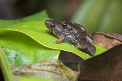 Microhyla nepenthicola