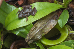 Microhyla nepenthicola