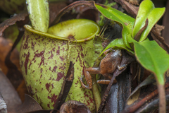 Microhyla nepenthicola