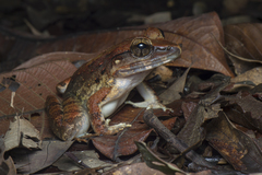 Limnonectes leporinus