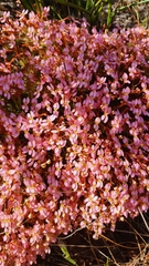 Stylidium recurvum