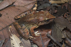 Limnonectes leporinus