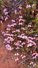 Stylidium recurvum