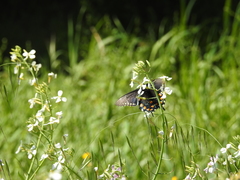 Battus philenor hirsuta