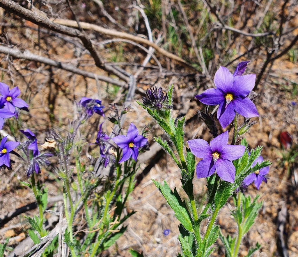 Halgania corymbosa
