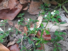 Glinus oppositifolius