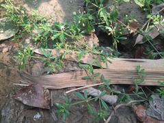 Glinus oppositifolius