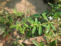 Glinus oppositifolius