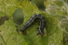 Pyrrhia umbra