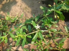 Glinus oppositifolius