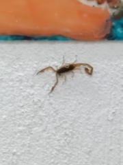 Centruroides ochraceus