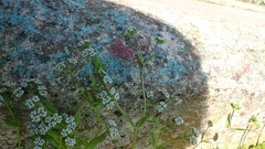 Valerianella locusta