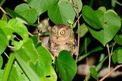 Otus elegans