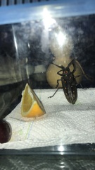 Batocera rubus rubus