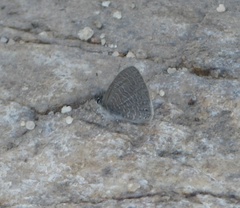 Pseudonacaduba sichela sichela