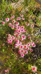 Verticordia insignis