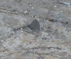 Pseudonacaduba sichela sichela