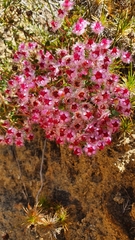 Verticordia insignis