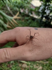 Acrogonyleptes pectinifemur