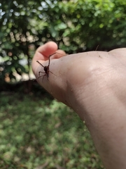 Acrogonyleptes pectinifemur