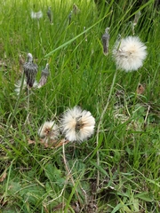 Chaptalia arechavaletae