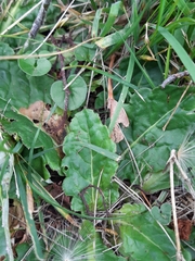 Chaptalia arechavaletae