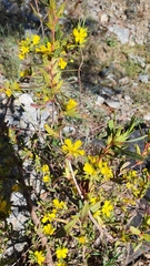 Hibbertia subvaginata