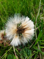 Chaptalia arechavaletae