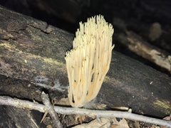 Phallomycetidae