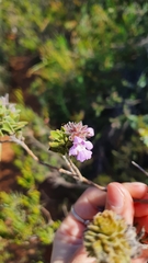 Hemigenia sericea