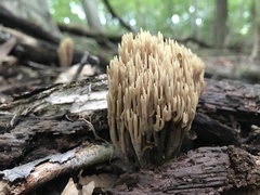 Phallomycetidae