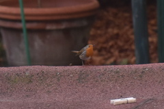 Erithacus rubecula