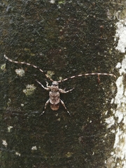 Acanthocinus reticulatus