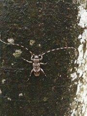 Acanthocinus reticulatus