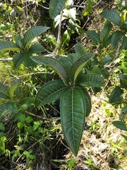 Miconia chamissois