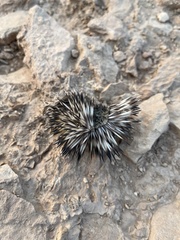 Paraechinus aethiopicus
