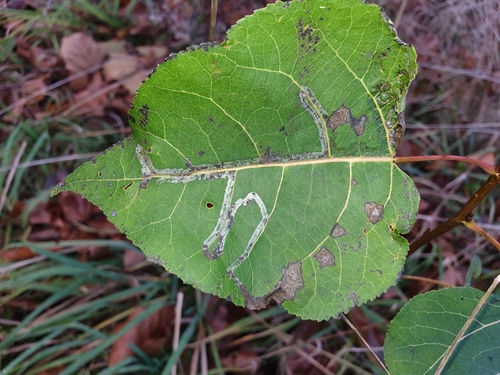 Aspen Serpentine Leafminer Moth (Phyllocnistis populiella)